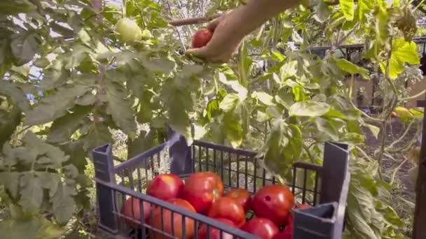 Recoger tomates en invernadero — Vídeo de stock