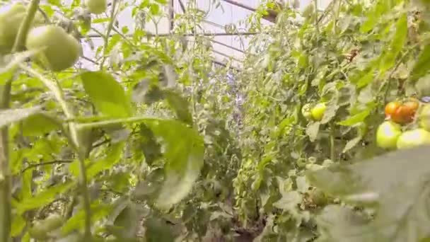 Tomates vermelhos e verdes em estufa — Vídeo de Stock