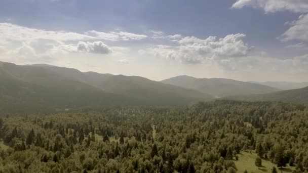 Montañas cubiertas por bosques de pinos verdes — Vídeo de stock