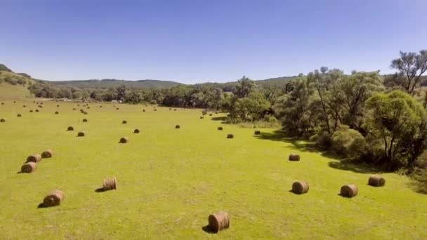 Recoltarea cauțiunii de fân de aur în peisajul de câmp — Videoclip de stoc