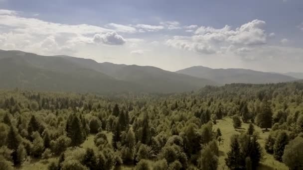 Bergen bedekt met groene dennenbossen — Stockvideo