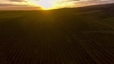 Tepenin üzerinden uç, bağların üzerinden uç.