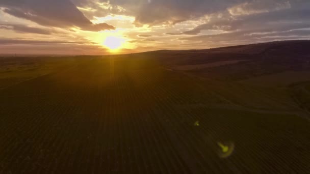 Fly over a hillside, over rows of vineyards — Stock Video