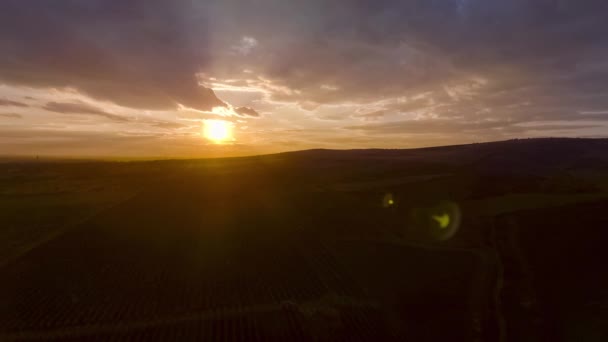 Survolez une colline, des rangées de vignobles — Video