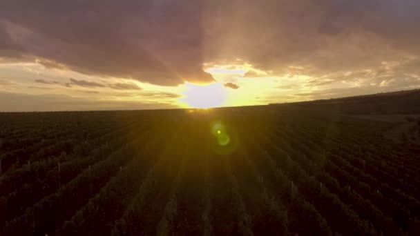 Пролетите над холмом, над корнями виноградников — стоковое видео