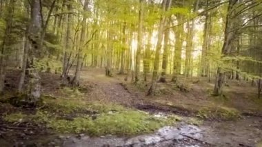 sonbahar ormanın içinde yürümek