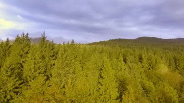 sonbahar orman üzerinde gündoğumu 