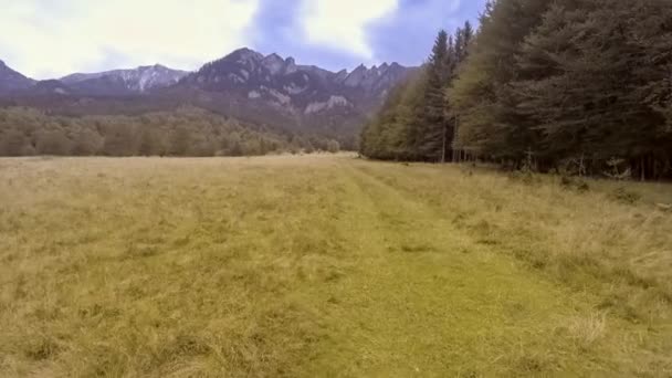 Caminhe pela floresta de outono — Vídeo de Stock