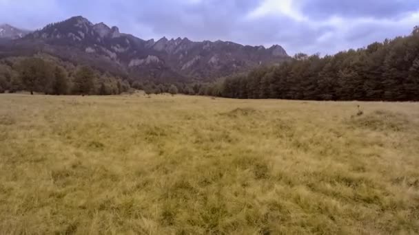 Caminhe pela floresta de outono — Vídeo de Stock