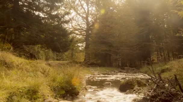 Petit ruisseau dans la forêt d'automne — Video