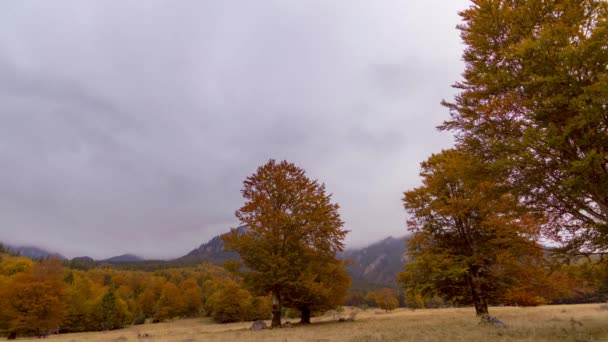 Bosque de otoño colorido — Vídeos de Stock
