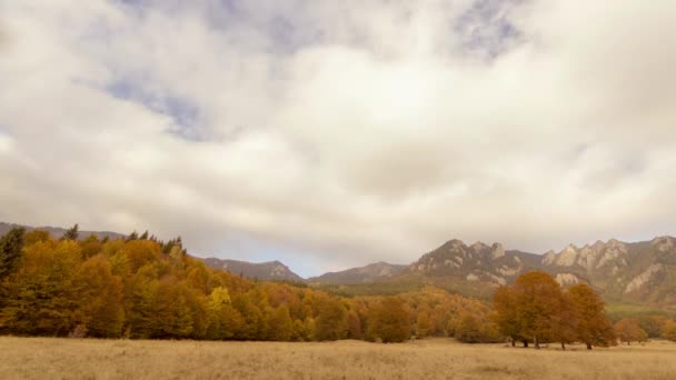 Foresta autunnale colorata — Video Stock