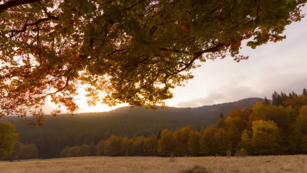 Forêt d'automne coloré — Video