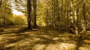 sonbahar ormanın içinde yürümek