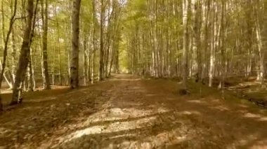 sonbahar ormanın içinde yürümek