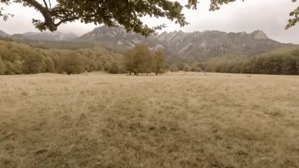 秋の森を歩く — ストック動画