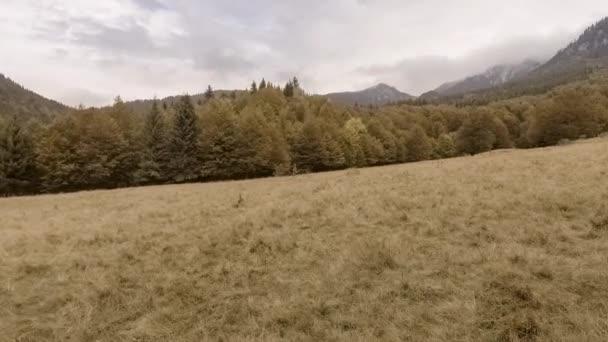 Прогулка по осеннему лесу — стоковое видео