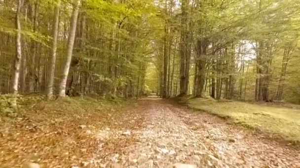 Caminar por el bosque de otoño — Vídeos de Stock