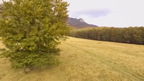 Пролетать над осенним лесом — стоковое видео