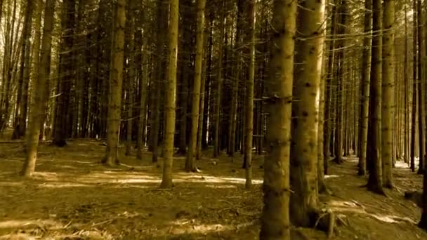 Maak een wandeling door de dikke eng herfst bos — Stockvideo