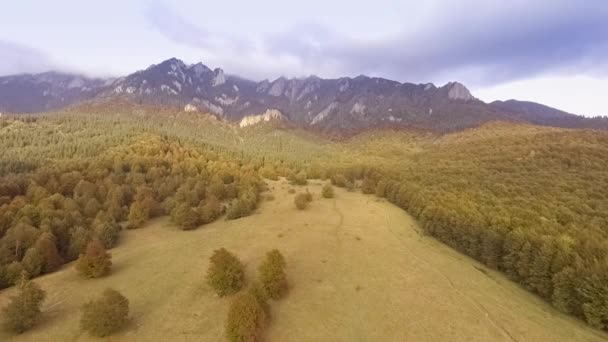 Fly over autumn forest — Stock video