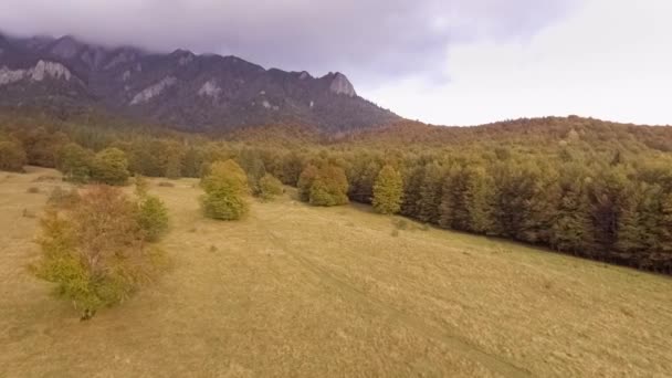 Fly over autumn forest — Stock Video