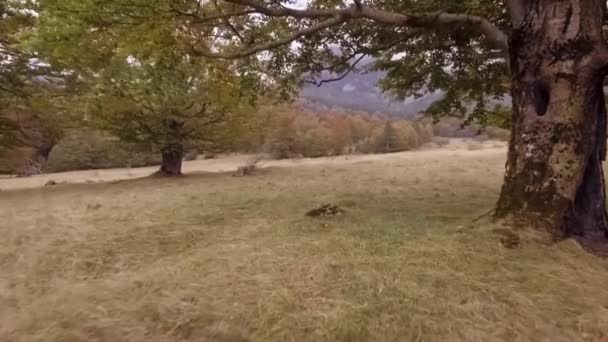 Maak een wandeling door de herfst bos — Stockvideo