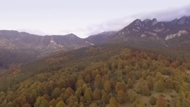 Fly over autumn forest — Stock video