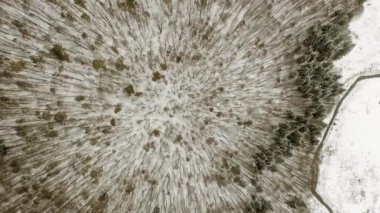 Bulutlu bir günde ormanında kış