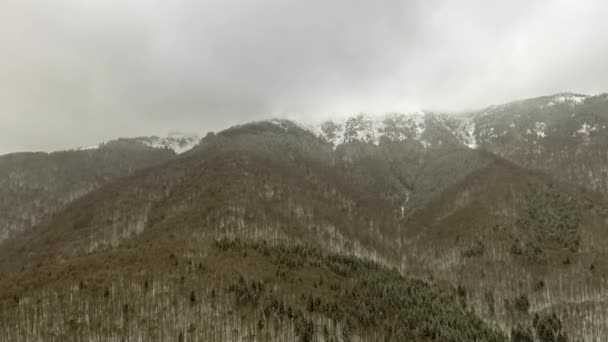 Winter forest in een bewolkte dag — Stockvideo