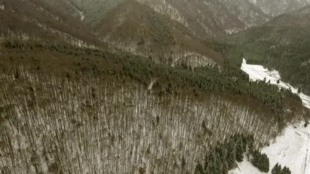 Bosque de invierno en un día nublado — Vídeos de Stock