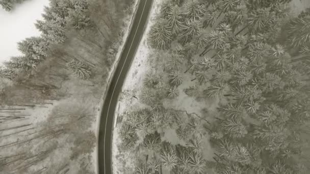 Droga przez las zimowy — Wideo stockowe