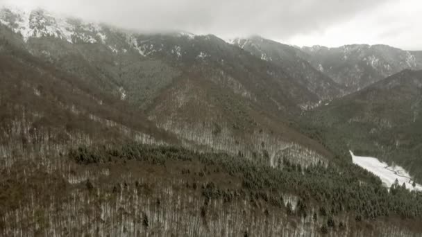 Winter forest in een bewolkte dag — Stockvideo