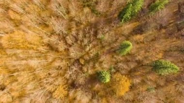 renkli sonbahar orman yukarıda görüntülemek 