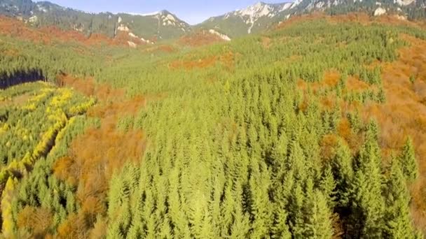 Volar sobre colorido bosque de otoño — Vídeo de stock