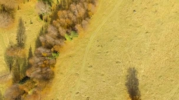 Flyga över färgglada hösten skogen — Stockvideo