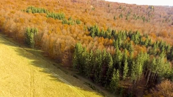 飞过多彩秋天的树林 — 图库视频影像