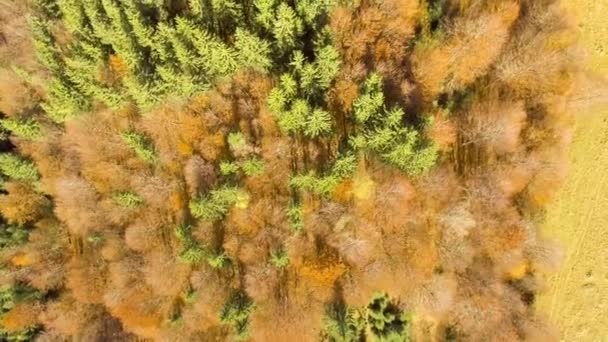Vista de cima floresta de outono colorido — Vídeo de Stock