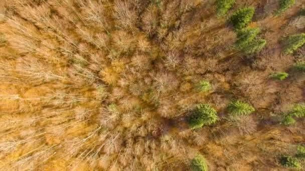 Вид сверху на цветущий осенний лес — стоковое видео