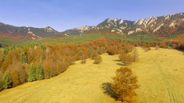 飞过多彩秋天的树林 — 图库视频影像