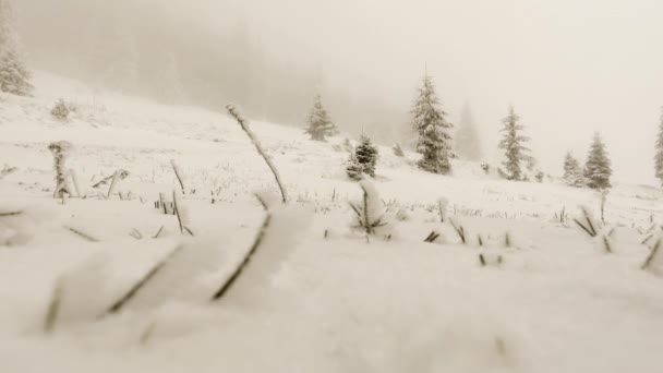 Floresta de inverno em tempo nebuloso — Vídeo de Stock