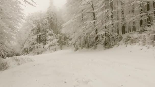 Bosque de invierno en tiempo de niebla — Vídeo de stock