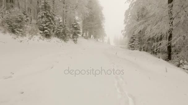 Bosque de invierno en tiempo de niebla — Vídeo de stock