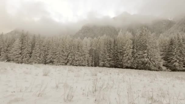 Χειμώνας δάσος ομιχλώδης καιρός — Αρχείο Βίντεο
