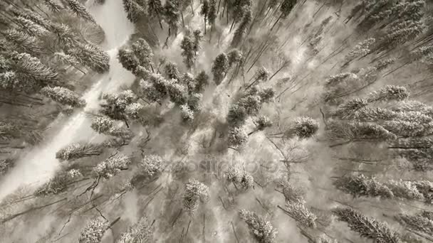 Vuelo sobre el bosque en invierno — Vídeos de Stock