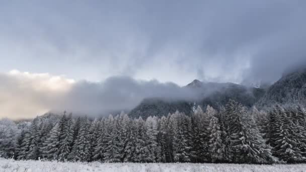 Зимний лес с облачным небом — стоковое видео