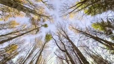 sonbahar orman gökyüzüne 