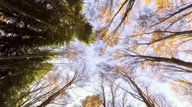 sonbahar orman gökyüzüne 