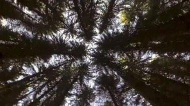 sonbahar orman gökyüzüne 