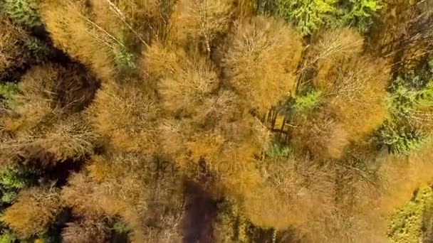 View from above colorful autumn forest — Stock Video